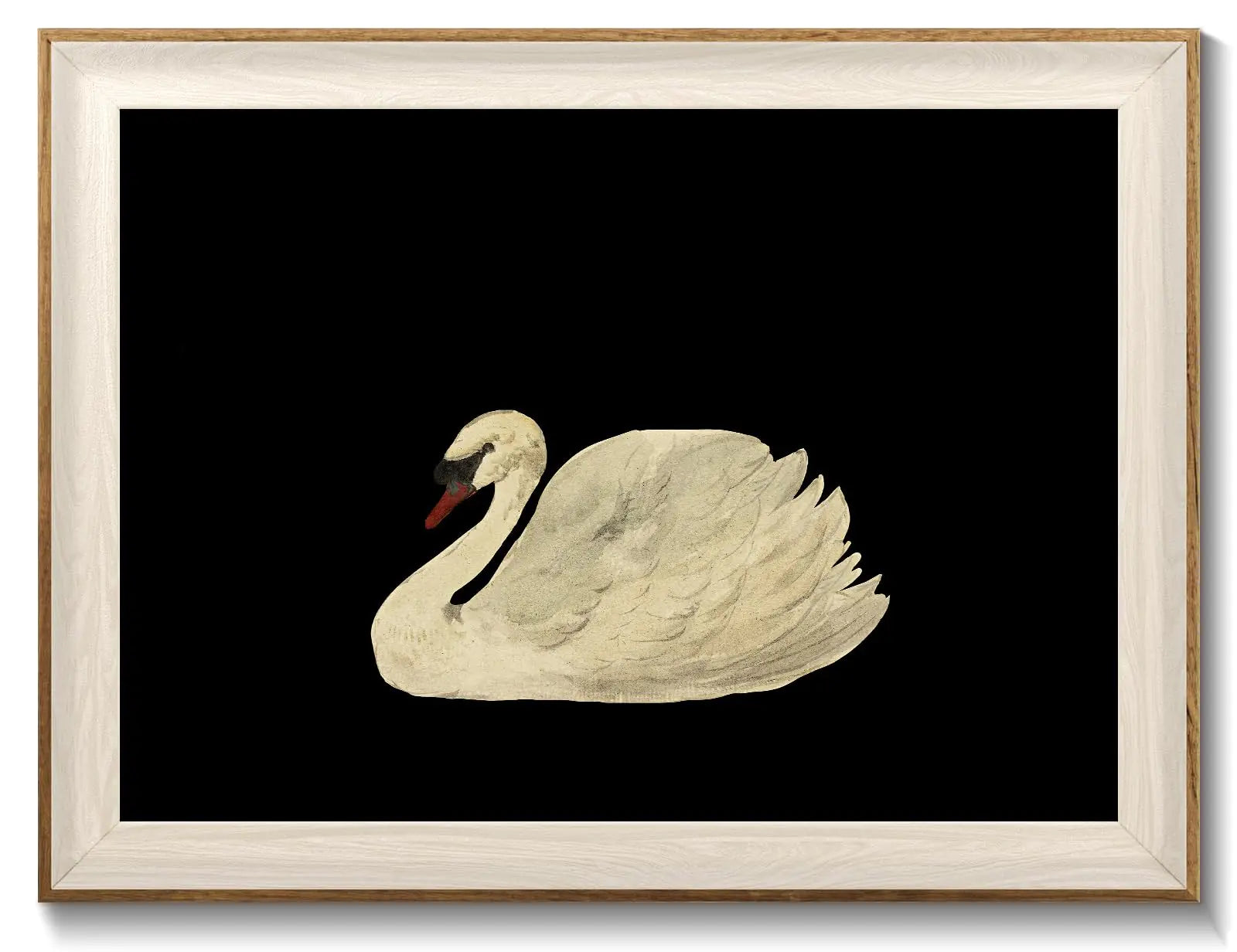 Framed swan wall art on black background, perfect for vintage decor and farmhouse aesthetics.